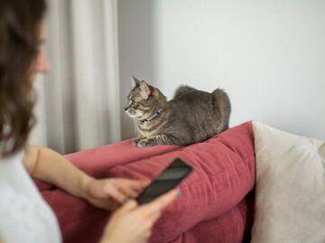 Qué sienten los gatos cuando una mujer está embarazada, según profesionales