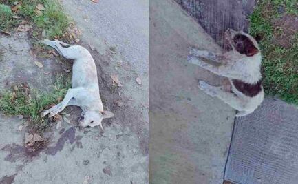 Denuncian matanza de perros por envenenamiento en Yucatán