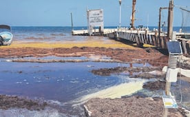 Estudian toxicidad del sargazo; UNAM analiza riesgos en la salud