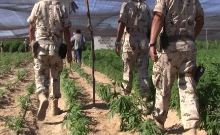 Destruyen matas de marihuana en Baja California