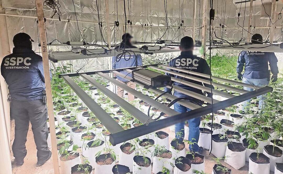 La SSPC incautó en Iztacalco un invernadero con marihuana. Foto: Especial