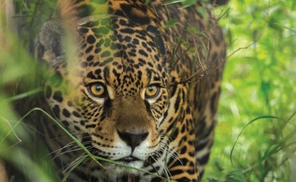 Acuíferos y jaguares en peligro por el Tren Maya