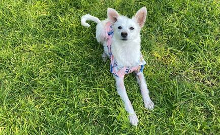 La inundación arrastró perros en Tula, pero "Copito" logró sobrevivir