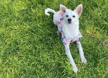 La inundación arrastró perros en Tula, pero "Copito" logró sobrevivir