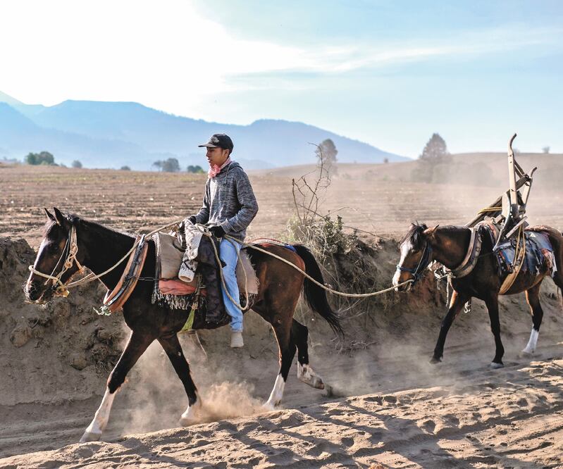 De acuerdo con especialistas, en México se promoverán cambios en la legislación para que jóvenes de 16 y 17 años trabajen en la agricultura, como sucede en Estados Unidos. Foto: ARCHIVO EL UNIVERSAL
