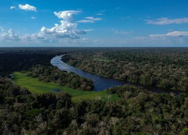 Banco Mundial y BID se unen para combatir deforestación en el Amazonas