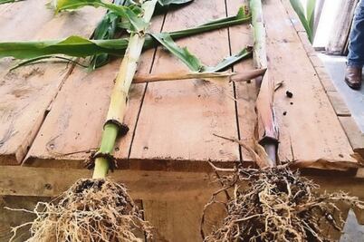 Ola de calor afecta producción rural, alerta Chapingo