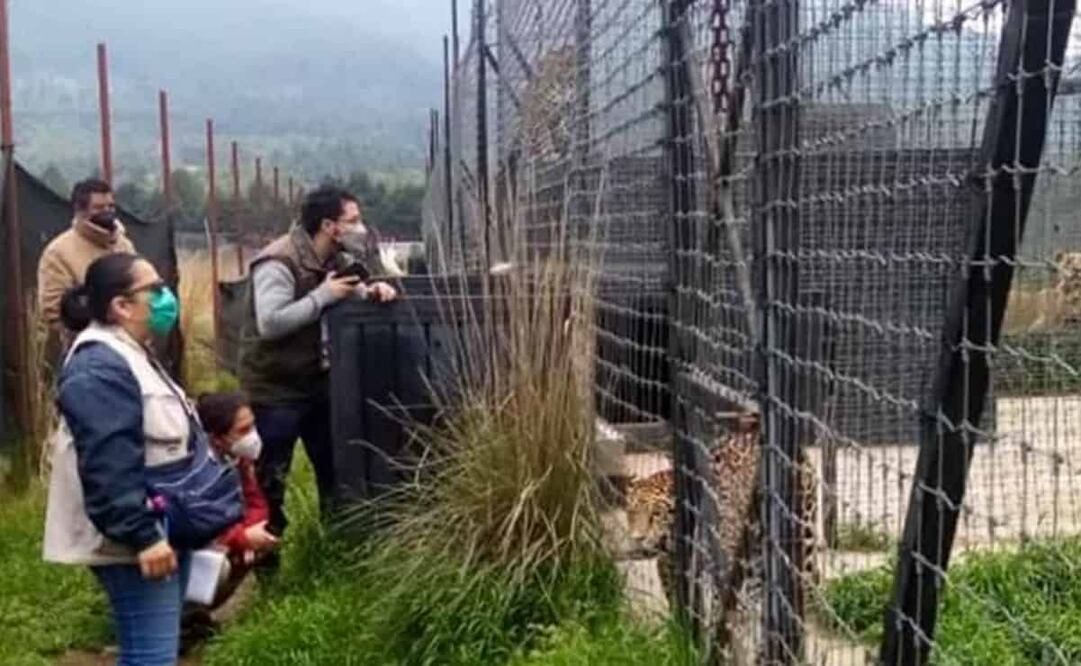 El Presidente de la Asociación de Zoológicos, Criaderos y Acuarios de México, Ernesto Zazueta, celebró que finalmente se haya clausurado este lugar en donde se estaba llevando a cabo un ecocidio. Foto: Especial