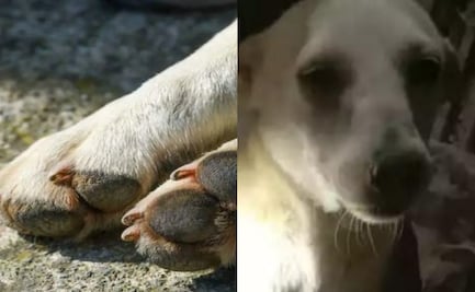 Sujeto ataca a perrito con un machete en Tizimín, Yucatán; testigos aseguran que agresor huyó del lugar entre risas