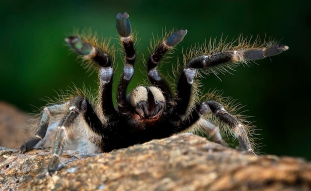 Las tarántulas son depredadoras pacientes y letales. Fuente: Freepik.