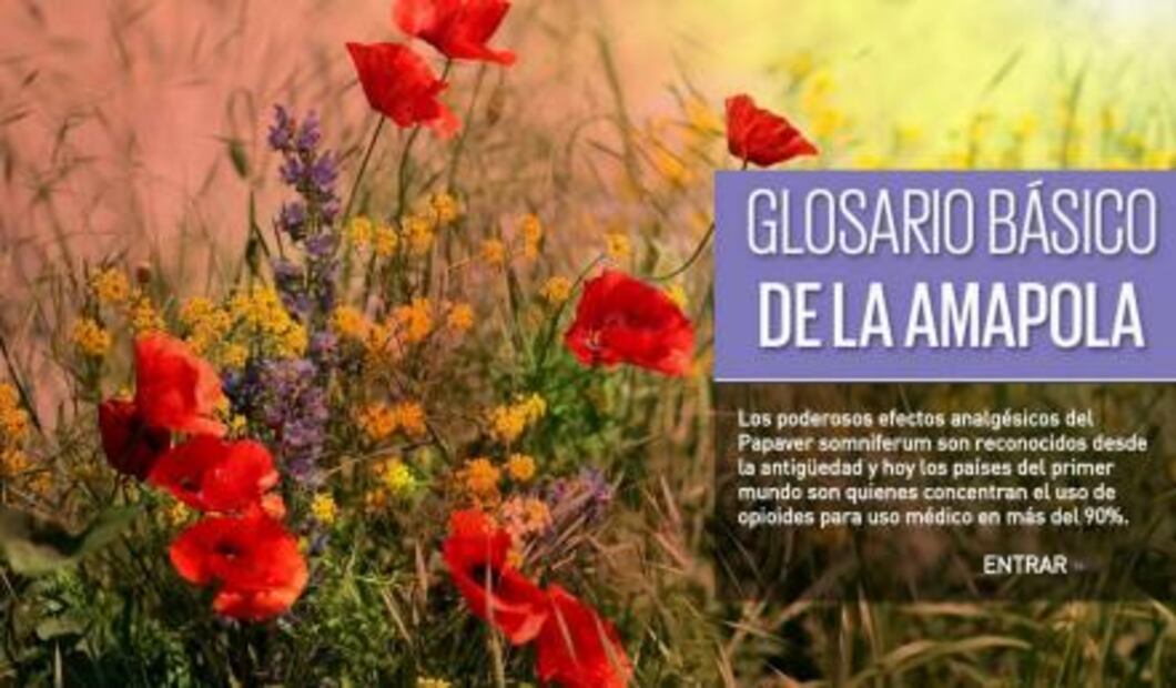 Conciencia. Amapolas para combatir el dolor