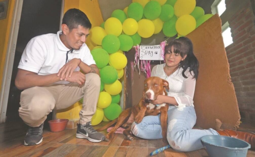 Cachorro Spay, del socavón a los brazos de su dueña