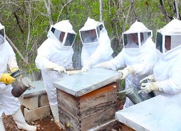 Pérdida de la flora y fauna es un peligro para las abejas, advierten especialistas