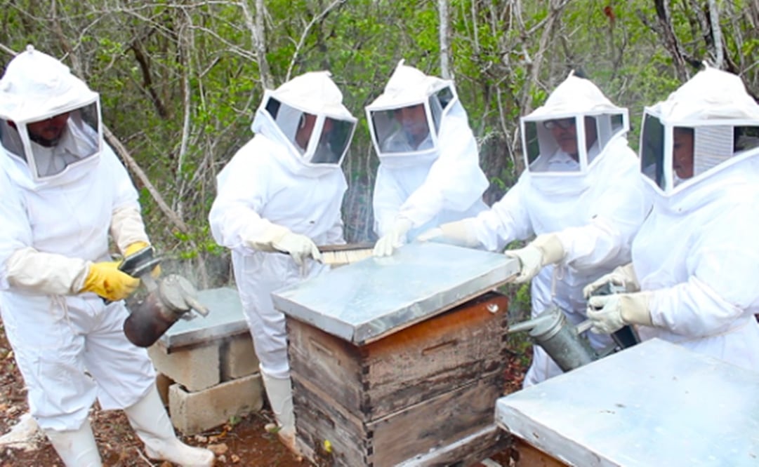 Las abejas son fundamentales para mantener vivas a las especies carnívoras, omnívoras y herbívoras, aseguran especialistas. Foto: Especial