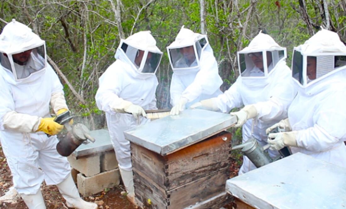 Las abejas son fundamentales para mantener vivas a las especies carnívoras, omnívoras y herbívoras, aseguran especialistas. Foto: Especial