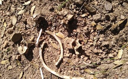 Localizan cinco fosas clandestinas con restos humanos en Nogales