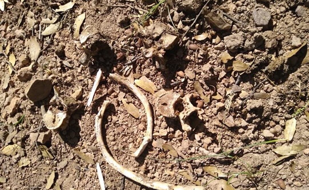 Foto: Madres Buscadoras de Sonora