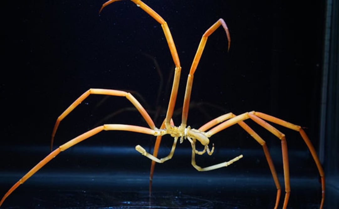 Una araña de mar del género 'Colossendeis', utilizada en los ensayos para comprobar la tolerancia térmica en la estación McMurdo en la Antártida. / Tim Dwyer, courtesy of ARCUS