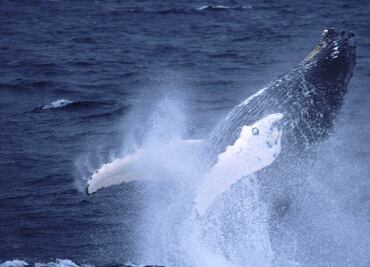 Graban cómo las ballenas se alimentan mediante burbujas