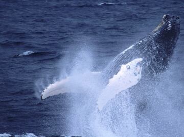 Graban cómo las ballenas se alimentan mediante burbujas
