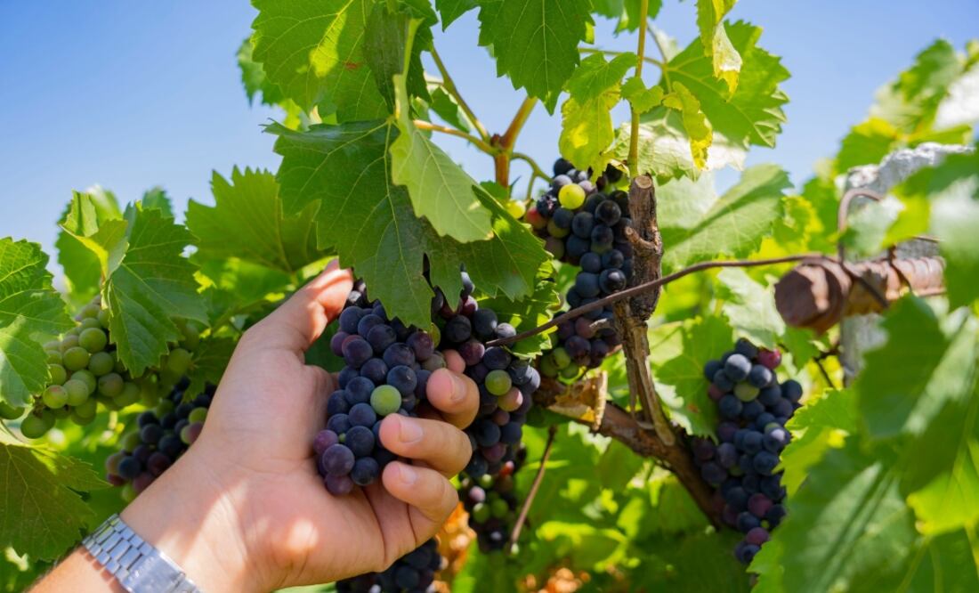 Tendrá una extensión de más de 500 kilómetros. Foto: Querétaro.Travel