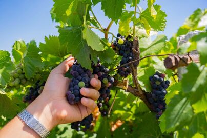 Querétaro y Acapulco tendrán ruta del vino y el mezcal