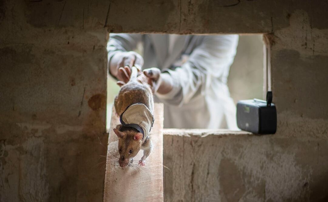 Foto: @herorats
