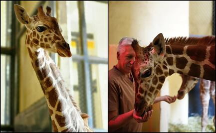 ¡Hermosa! Abren convocatoria para elegir nombre a jirafa recién nacida en zoológico de San Juan de Aragón  