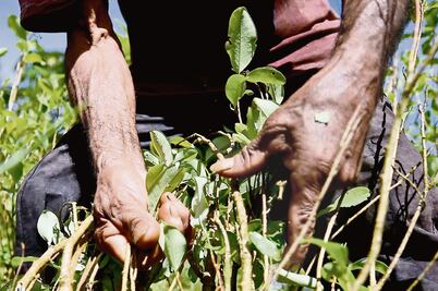 Cultivo de coca cifra récord en Colombia: Washington