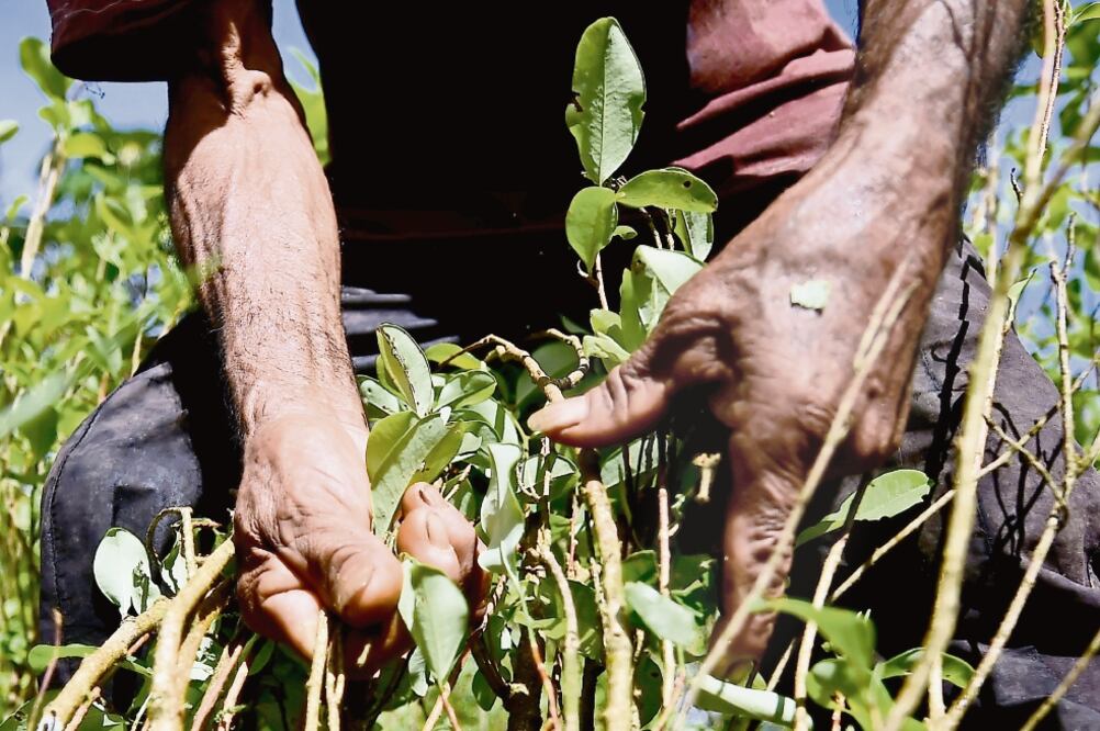 En 2017, los cultivos de hoja de coca subieron a 209 mil hectáreas; mientras que la producción de cocaína se incrementó a 921 toneladas métricas. Foto: RAÚL ARBOLEDA. AFP