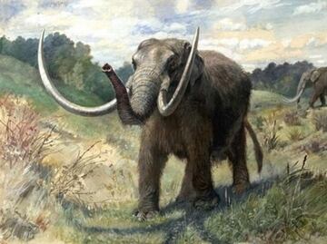 El "mamutfante" será una nueva especie en dos años