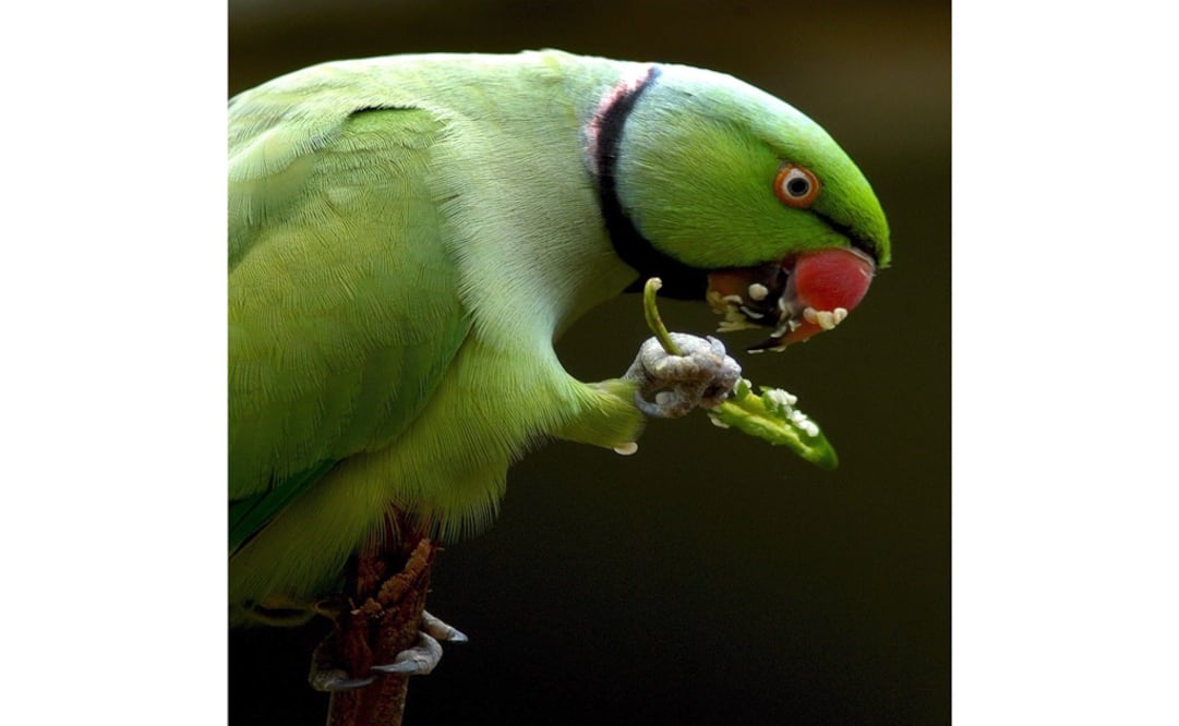 Fotografía: EFE. Archivo