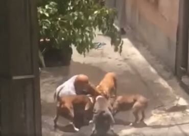 Video. Perros pitbull atacan a otro can y a su dueño en Miguel Hidalgo