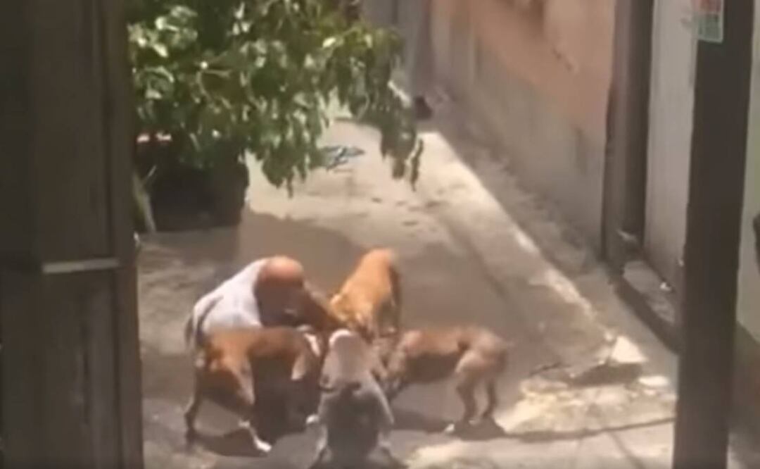 Foto: Captura de pantalla/ El Universal/ Hombre de la tercera edad tratando de rescatar a su perrito atacado por pitbulls