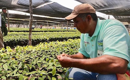 México y Honduras inician segunda fase de Sembrando Vida y Jóvenes Construyendo el Futuro