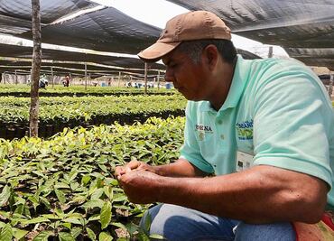 México y Honduras inician segunda fase de Sembrando Vida y Jóvenes Construyendo el Futuro