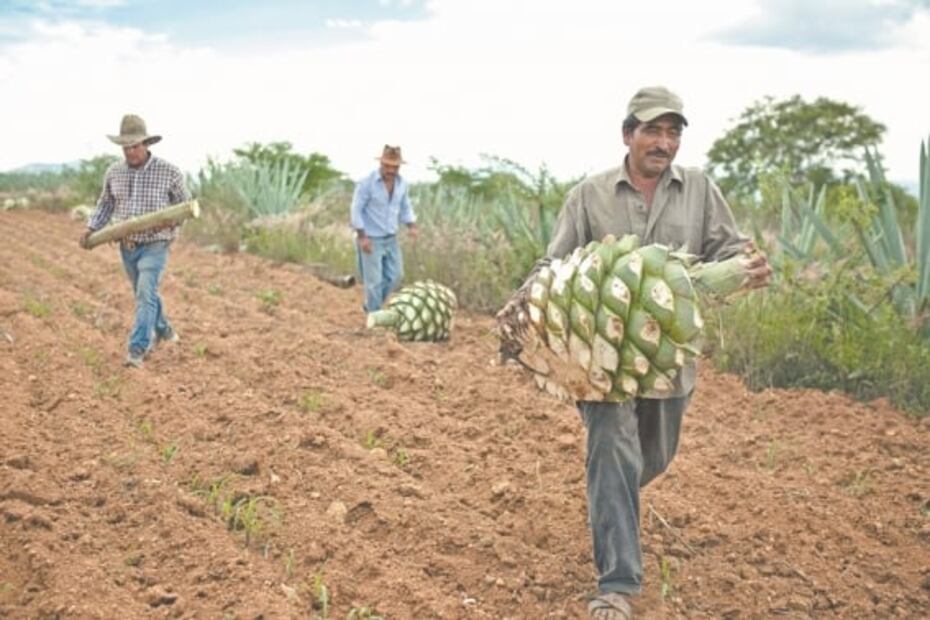 “Pasamos meses sin vender ni un litro de mezcal”