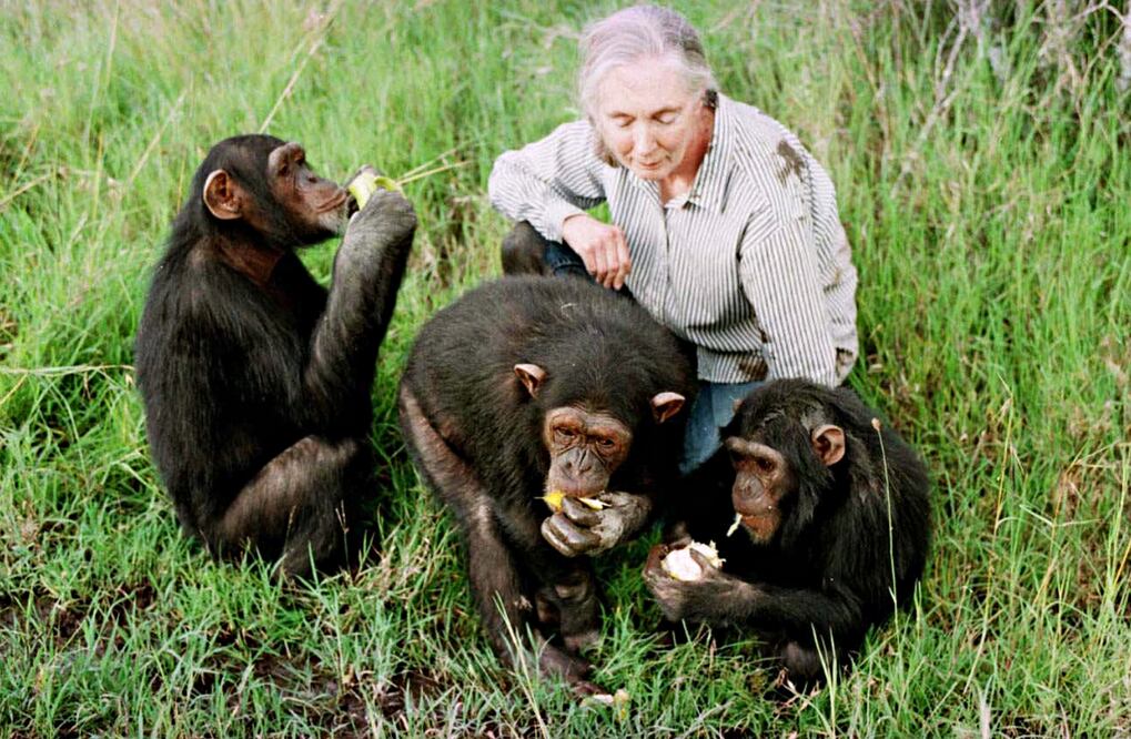 Fotografía de la etóloga Jane Goodall en 1997, capturada al norte de Nairobi, Kenia.
Foto: AP / Jean-Marc Bouju, archivo
