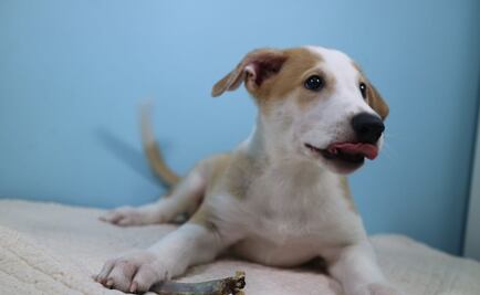 Una familia "recuperó" a su perro fallecido gracias a la clonación