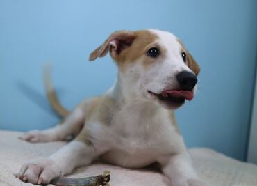 Una familia "recuperó" a su perro fallecido gracias a la clonación