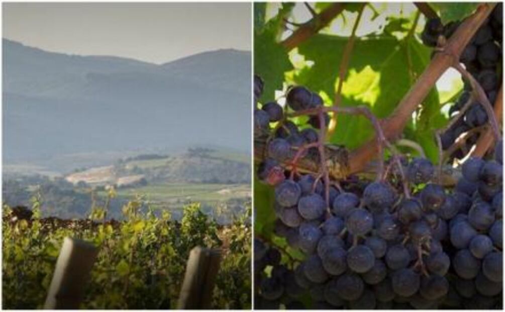 Michel Lynch vuelve a México con nuevas etiquetas