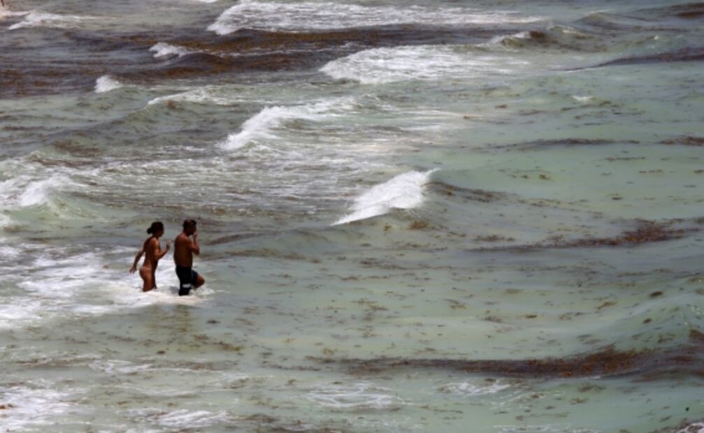 Comienza arribo masivo de sargazo en el Caribe mexicano; prevén que volumen sea mayor a 2018