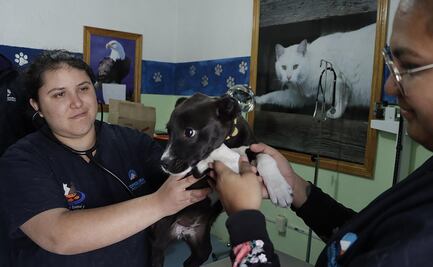 ¿Las mascotas corren riesgo ante el coronavirus?