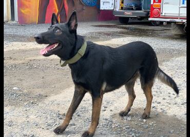 Perrita Tokio debuta como rescatista y recupera un cuerpo tras sismo del 19S