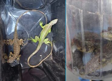 De ajolotes a cocodrilos: cae a pareja por venta ilegal de animales exóticos en Tlalnepantla