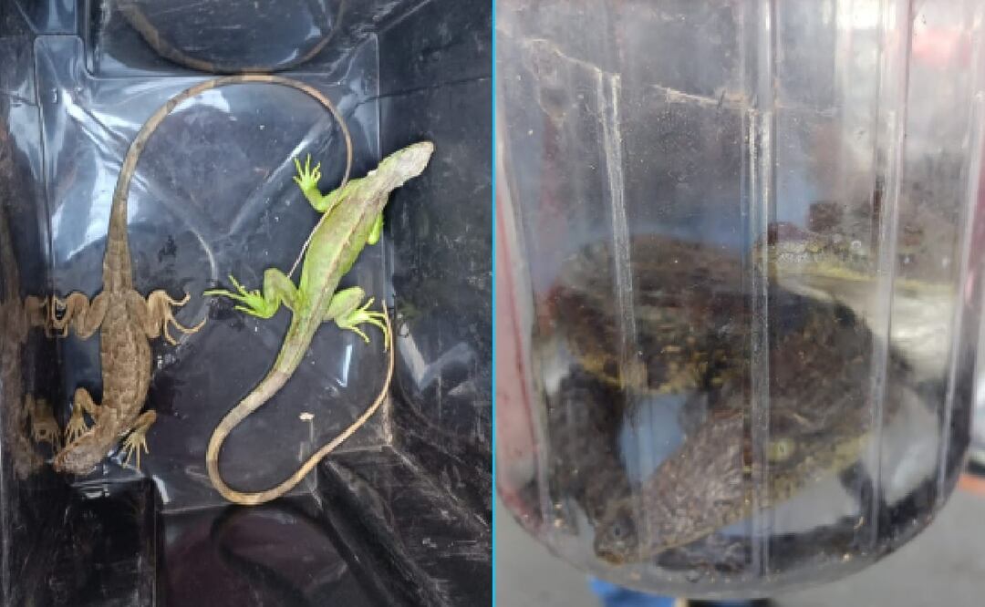 Jesús de 44 años y María de 51 ofrecían, de manera ilegal, diversas especies de animales por lo que fueron puestos a disposición ante el Ministerio Público. Foto: Especial