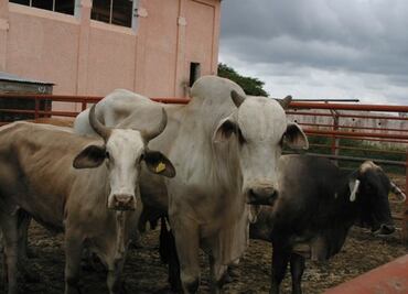 La Sader busca con programas inhibir el uso de clembuterol para engordar ganado