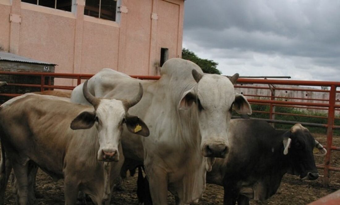 Foto: Archivo El Universal