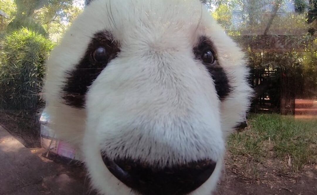 Foto tomada de Twitter @mroblesg