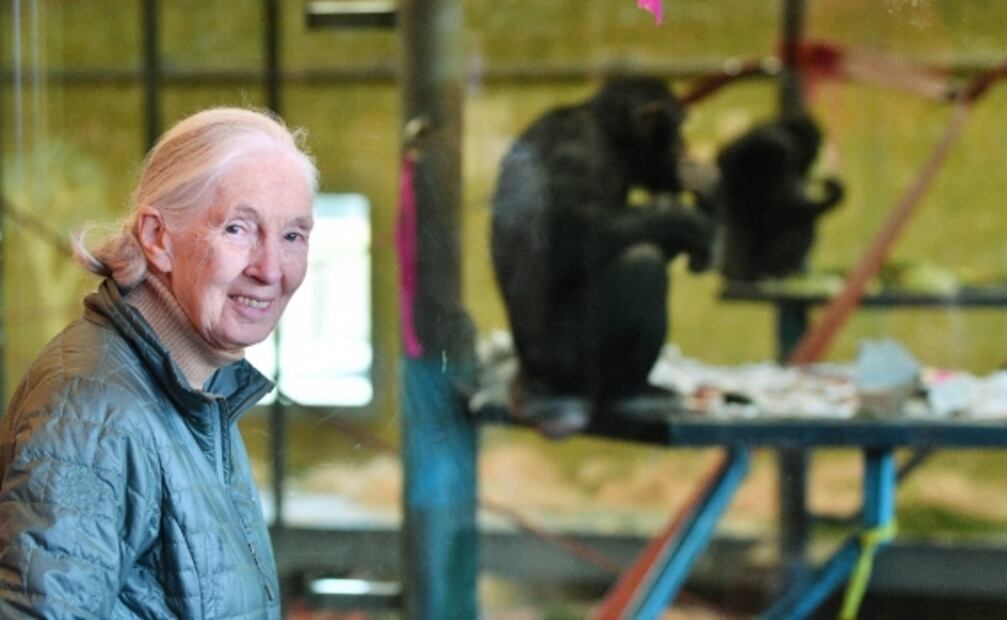 Jane Goodall cree que el "desprecio" a la naturaleza causó la pandemia